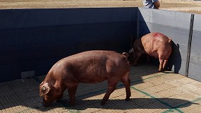 Foto de Estudiar el microbioma intestinal de los cerdos para curar las enfermedades mentales humanas