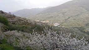 Foto de El Gobierno concede ayudas a los productores de cereza del Valle del Jerte