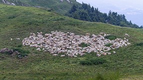 Foto de La especialización en la cría de ovinos fue clave para la expansión del Neolítico en el Mediterráneo