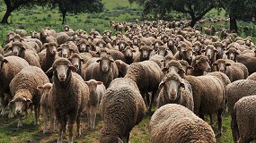 Foto de Katia y Holistex colaboran para preservar la lana Merino original de Espaa