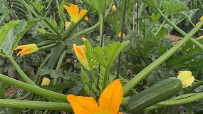 Sipcam lanza Stilo Hydro L para combatir el estrs abitico en hortcolas