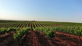 Foto de Agricultura concede autorizaciones para plantar 1.407 nuevas hectáreas de viñedo en 2023