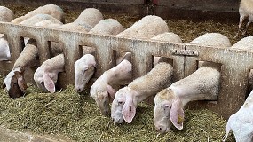 Foto de El concentrado para ovino lechero apenas baja un 0,6% en el pasado mes de junio