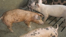 Fotografia de [es] Denuncian el tsunami burocrtico que sufren las granjas de porcino en materia de bienestar