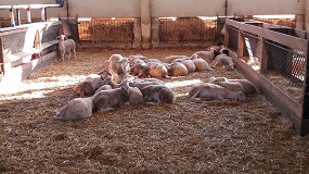 Foto de El pienso para cebo de corderos tiene en la actualidad el precio más bajo desde diciembre de 2021