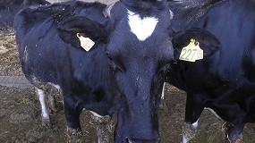 Foto de Enfermedad hemorrágica epizoótica en una ganadería de vacuno de la provincia de Huelva