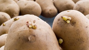 Foto de Conservación del tubérculo de patata: inhibición del 'sprouting' por compuestos naturales