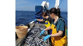 Foto de La anchoa sigue en buen estado: 143.000 toneladas en el golfo de Bizkaia