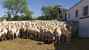 Mejora de la fertilidad de la inseminacin artificial en las granjas de raza Manchega