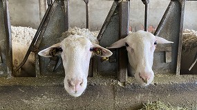 Foto de Castilla-La Mancha desbanca a Cataluña como la región con mejores precios de leche de oveja
