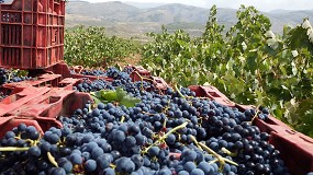 Foto de ASAJA Almera estima que se reducir un 15% la cosecha de uva para vinificacin