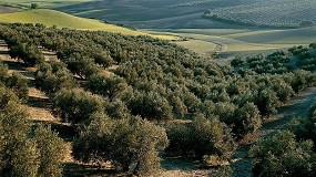 Picture of [es] Cooperativas reclama ayudas para paliar los efectos de la sequa en el sector del olivar