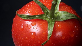 Fotografia de [es] Evaluar y clasificar tomates, un proceso clave en su produccin