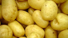 Foto de ASAJA denuncia la caresta de la patata pese a los 0,30 /kg que perciben los agricultores de media