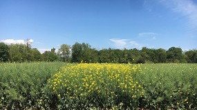 Fotografia de [es] Colza de invierno (Brassica napus L.): Resultados productivos y agronmicos de las nuevas variedades en las campaas 2020 a 2022