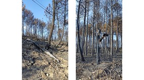 Los postes de comunicaciones de madera, idneos frente a los incendios forestales