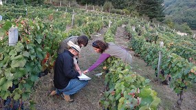 Picture of [es] El CSIC estudia el comportamiento agronmico y la incidencia de enfermedades fngicas de dos variedades de vid asturianas
