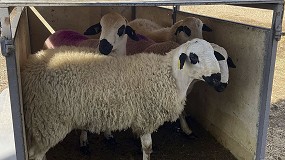 Foto de Ovign recibe cuatro machos de la raza ovina Ojalada cedidos por su asociacin