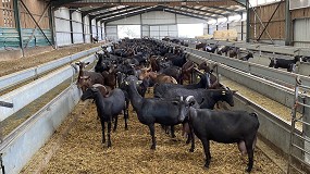 Foto de El precio de la leche de cabra marca un nuevo récord histórico en España