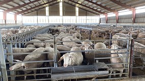 Foto de La leche de oveja sigue al alza y rompe la barrera de los 13 euros por hectogrado