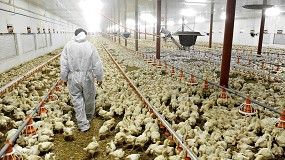 La Comisin se plantea ahora anular la prohibicin de criar animales en jaulas