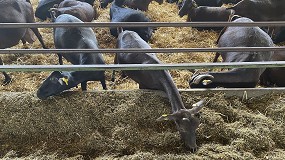 Foto de El precio del concentrado para caprino lechero ya baja un 20,1% desde el inicio del año