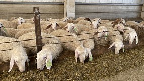 Picture of [es] El pienso para ovejas de leche sigue su tendencia a la baja y se abarat un 2,7% en agosto