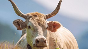 Elizondo acoge este fin de semana el XXXIV Concurso-Subasta de la raza Pirenaica