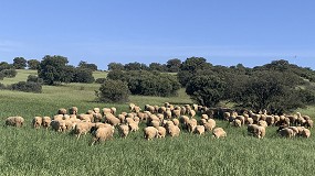 Foto de Oportunidades productivas y medioambientales del pastoreo primaveral de triticale con ovejas Manchegas