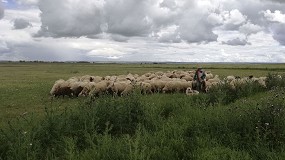 Foto de El Cicytex participa en un proyecto para recuperar el pastoreo como herramienta de conservación