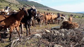 Foto de La UE premia el proyecto de pastoreo salvaje de cabras de la madrileña Clara Benito