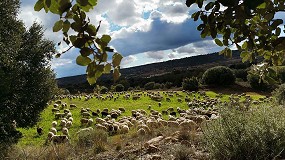 Foto de España recuperará en noviembre el estatus de país libre ante la viruela ovina y caprina