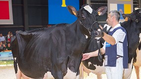 Foto de Linde Ariel Jordan (SAT Ceceo) se convierte en la vaca ms laureada de la historia de los concursos nacionales de raza Frisona