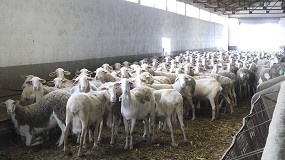 Foto de El ovino y caprino de Castilla-La Mancha reclama ayudas para paliar las enfermedades animales
