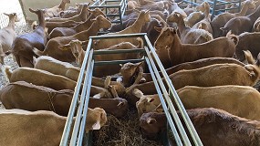 Foto de El coste del pienso para cabras de leche vuelve a descender un 2,5% en septiembre