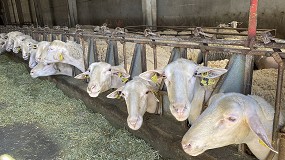 Picture of [es] El aumento de los forrajes provoca una subida del coste de alimentacin en ovino de leche