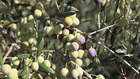 Fotografia de [es] Agromillora organiza en Huesca una jornada sobre nuevas variedades y modelos de cultivo en olivar