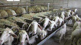 Picture of [es] La leche de oveja ordeada en Espaa cae a un ritmo del 4,1% interanual