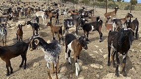Fotografia de [es] Precios histricos en verano para la leche de cabra producida en explotaciones espaolas