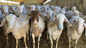 Picture of [es] El precio de la leche de oveja se mantuvo en agosto con una subida del 26,8% interanual