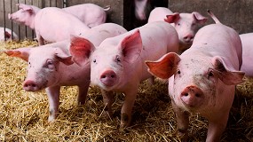 Foto de El 75% de las granjas porcinas han implementado las MTDs para reducir los niveles de emisiones en sus instalaciones