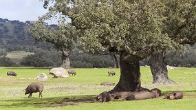 Arranca la montanera con mucha bellota y pendientes de ms lluvias para una buena campaa