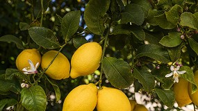 Foto de Ailimpo mejora el acceso a informacin sobre nuevas variedades de limn y pomelo