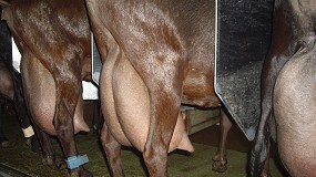 Fotografia de [es] Se reduce en un 10,1% anual el censo de ganaderos del sector caprino de leche