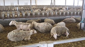 Foto de Se modera la reestructuracin de ganaderos en el ovino de leche con una cada anual del 5,6%