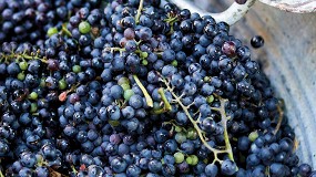 Fotografia de [es] 2023: la produccin mundial de vino ms baja de los ltimos 60 aos