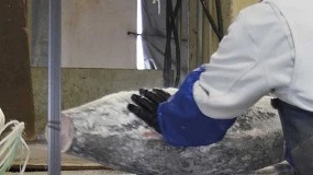 Foto de Inteligência artificial ultrassónica pode verificar a qualidade do atum congelado