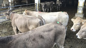 Foto de La expresin de celo el da de la inseminacin artificial mejora la tasa de preez de las vacas nodrizas