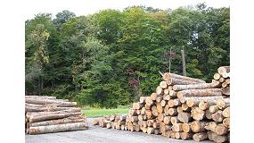 Foto de La ley de la UE sobre la madera ilegal: su verdadero significado