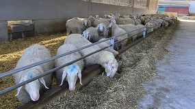 Foto de El concentrado para ovino lechero finalizar el ao con un descenso anual del 18% en su precio